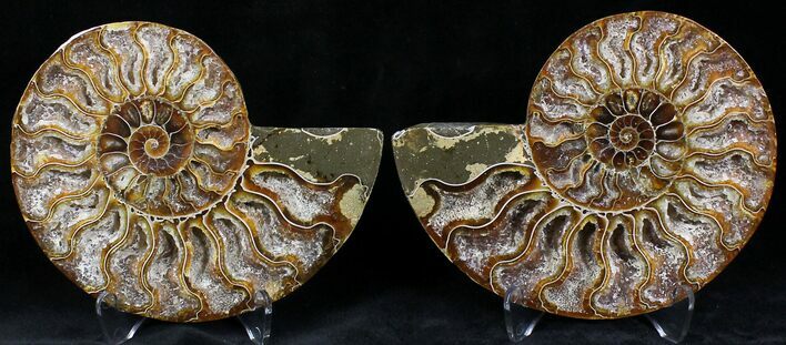 Polished Ammonite Pair - Million Years #22241